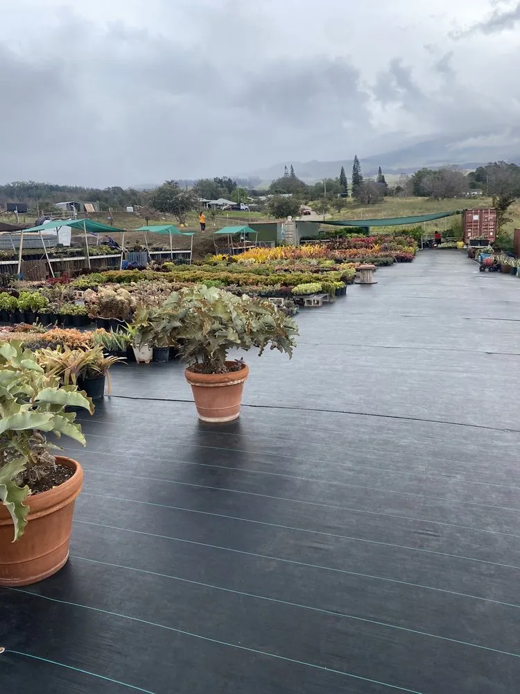 Professional garden landscaping near you across Kula, HI - 3rd Day Nursery