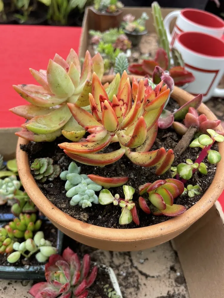 Trusted outdoor landscaping in Kula, HI by 3rd Day Nursery