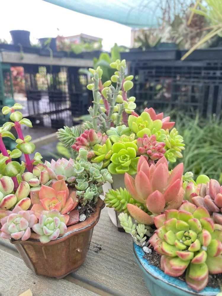 Reliable landscape installation in Kula, HI by 3rd Day Nursery