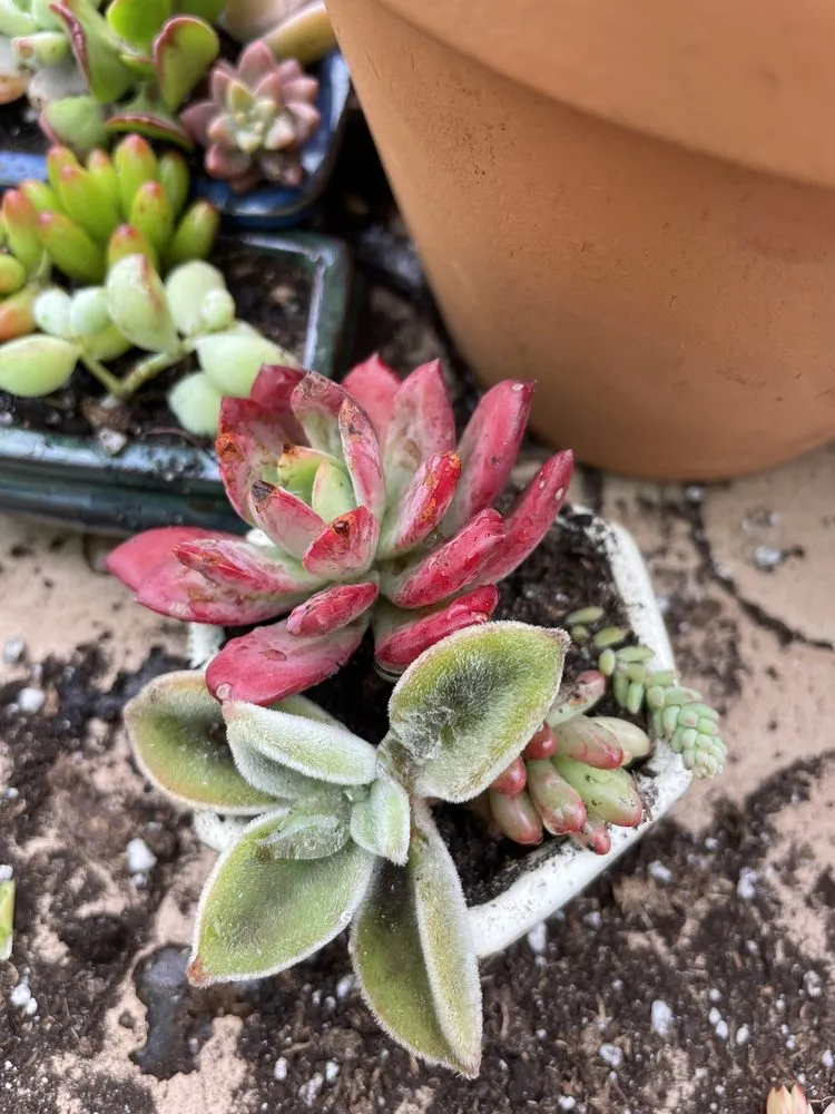 Expert landscape design in Kula, HI - 3rd Day Nursery