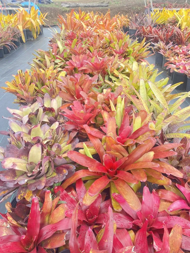 Local outdoor landscaping near you in Kula, HI by 3rd Day Nursery