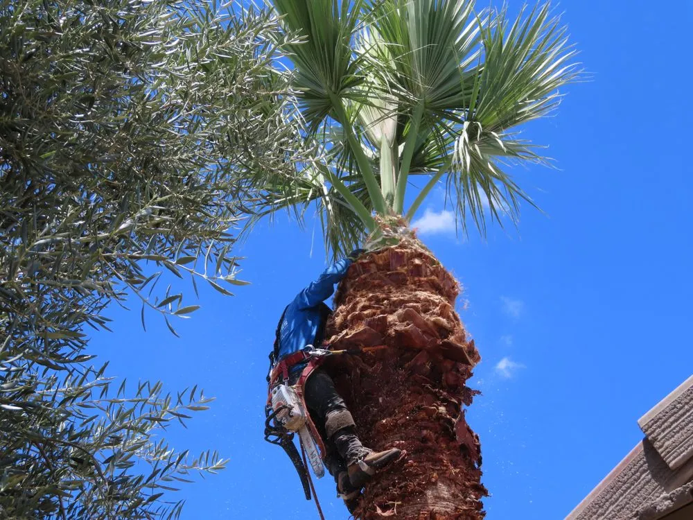 Professional garden landscaping near you in Mesa, AZ by 3S Amigos Landscaping