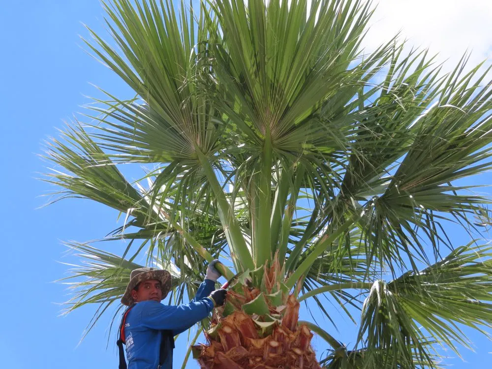 Reliable landscape design for beautiful yards across Mesa, AZ - 3S Amigos Landscaping