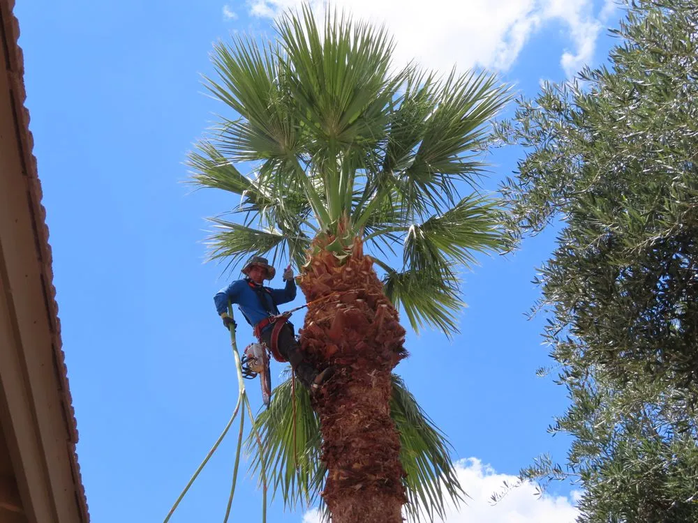 Affordable yard maintenance near you across Mesa, AZ - 3S Amigos Landscaping