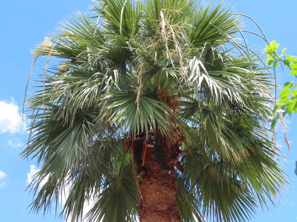 Local landscape design for outdoor upgrades in Mesa, AZ by 3S Amigos Landscaping