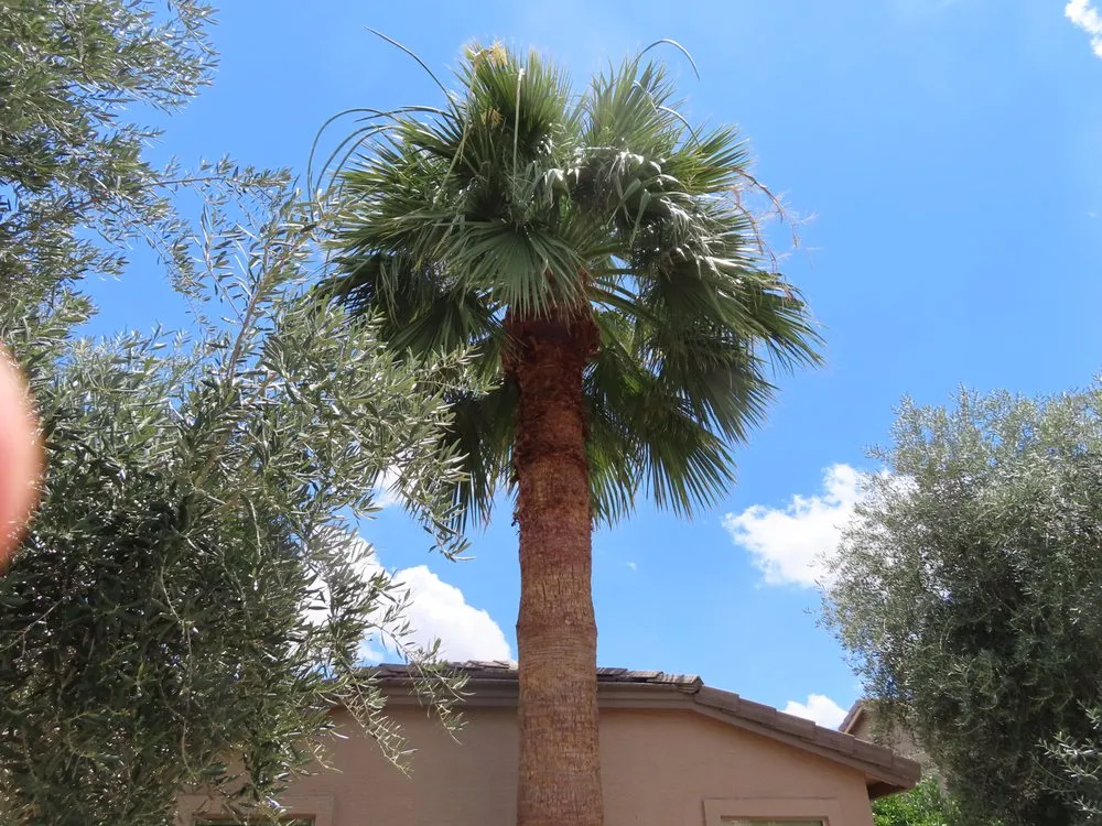 Expert outdoor landscaping for outdoor upgrades in Mesa, AZ by 3S Amigos Landscaping