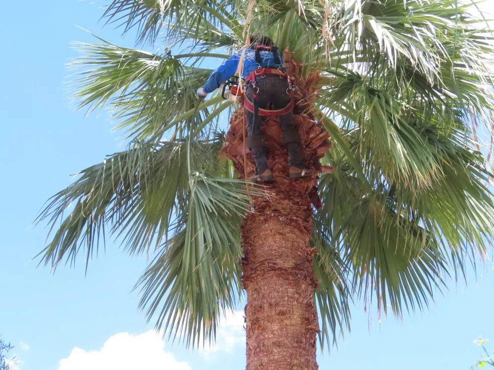 Affordable lawn care service for beautiful yards in Mesa, AZ by 3S Amigos Landscaping