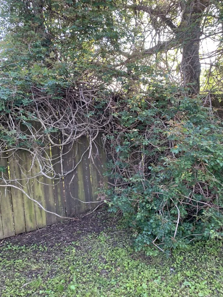 Custom lawn mowing service in New Orleans, LA - 3SixtyLawncare