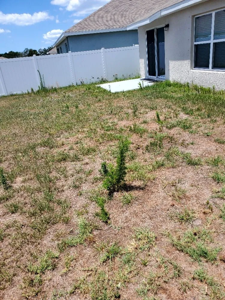 Affordable yard maintenance experts serving Greater Northdale, FL - 4 Angels Lawn Care