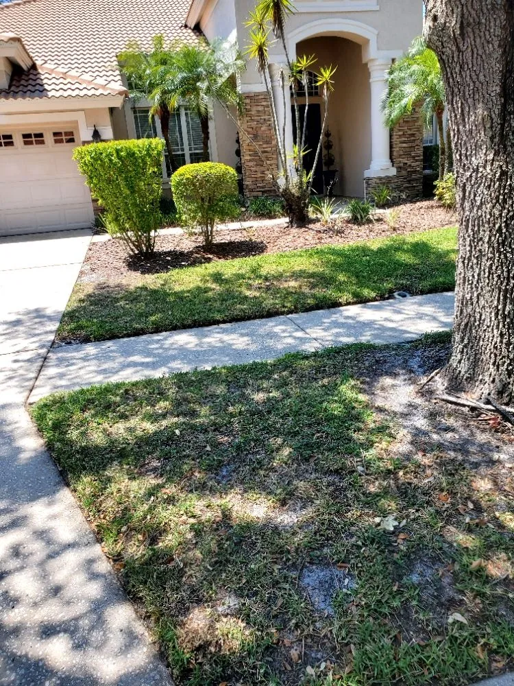 Affordable outdoor landscaping for homes in Greater Northdale, FL by 4 Angels Lawn Care