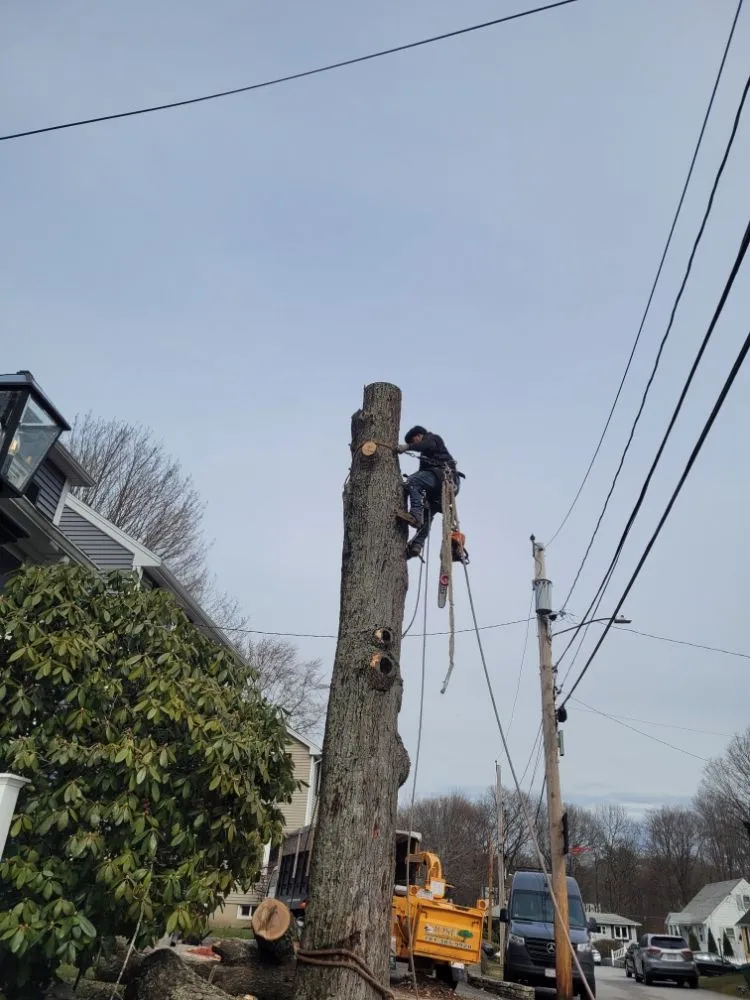 Trusted yard maintenance experts serving Lynn, MA - 4 Daughters Landscape