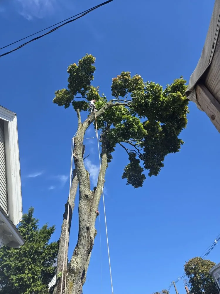 Expert yard cleanup service experts serving Lynn, MA - 4 Daughters Landscape