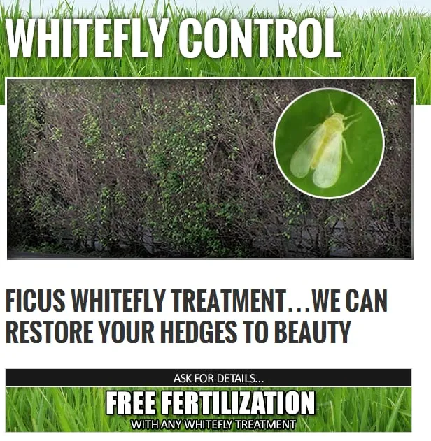 Professional yard maintenance for year-round maintenance across Parkland, FL - 4-Evergreen Landscaping