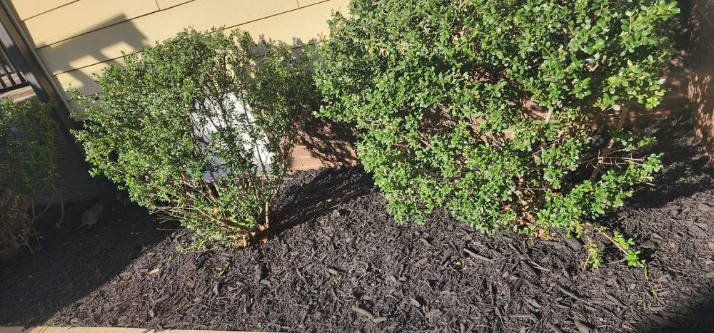 Reliable outdoor landscaping for outdoor upgrades in Charlotte, NC by 4 Evergreen Lawn Care