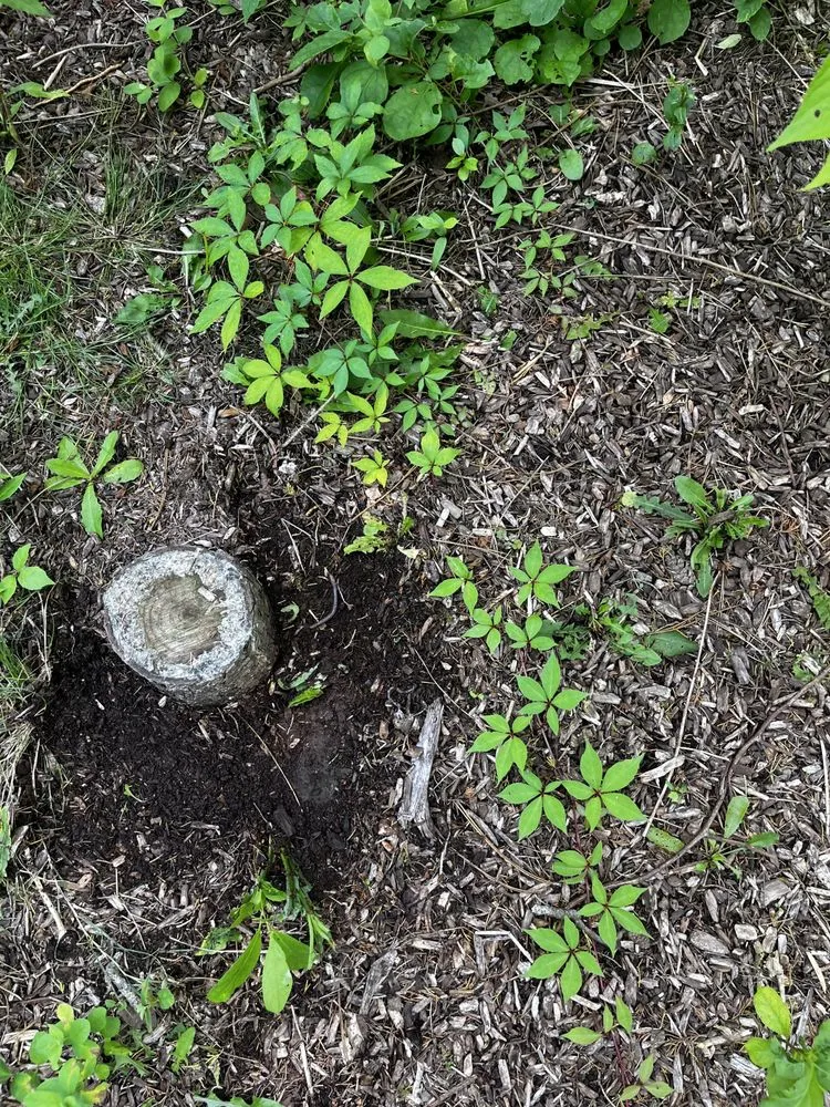 Local landscape installation for outdoor upgrades in New Bedford, MA by 4 Friends Landscaping