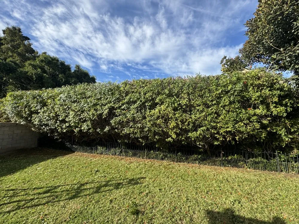 Affordable landscape design with custom design in Camarillo, CA by 4 Liberty Services