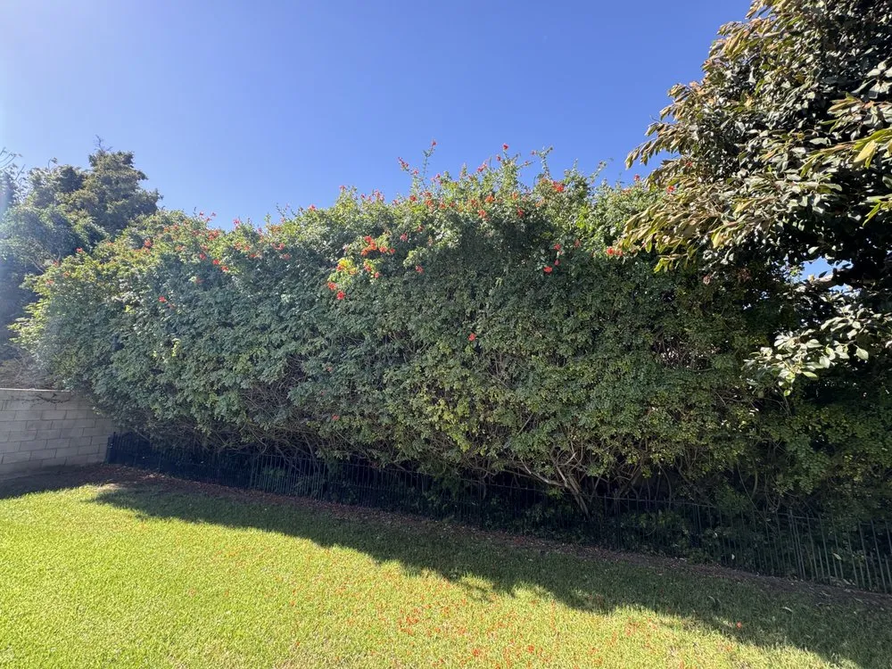 Reliable landscaping services in Camarillo, CA by 4 Liberty Services