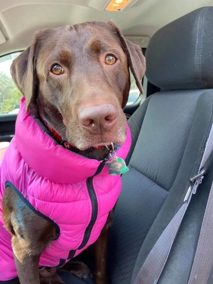 Professional yard cleanup service for year-round maintenance in Staunton, VA by 4 Paws Lawn and Landscaping