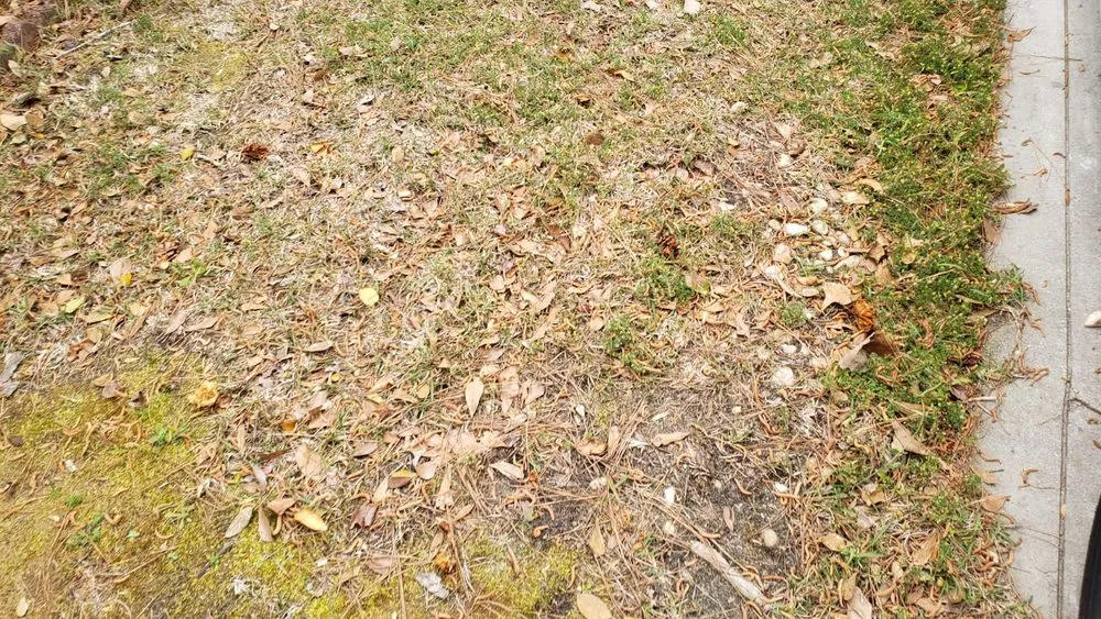 Trusted yard cleanup service in Shallotte, NC by 4-S Landscaping