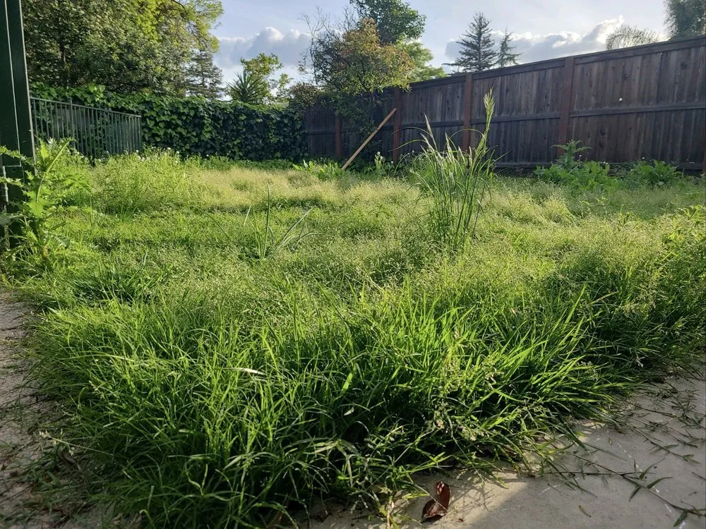 Custom lawn care service experts serving Sacramento, CA - 4 Seasons Gardening