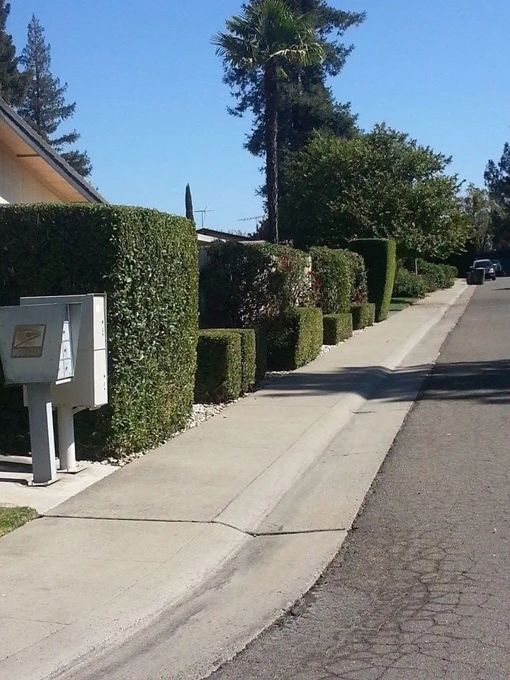 Local landscaping services with custom design in Sacramento, CA by 4 Seasons Gardening