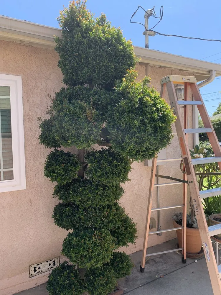 Trusted landscaping services for year-round maintenance in City of Industry, CA by 4 Seasons Landscape