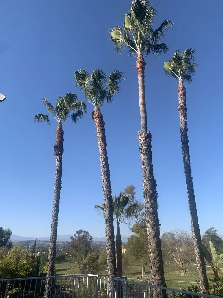 Professional outdoor landscaping for residential properties across City of Industry, CA - 4 Seasons Landscape