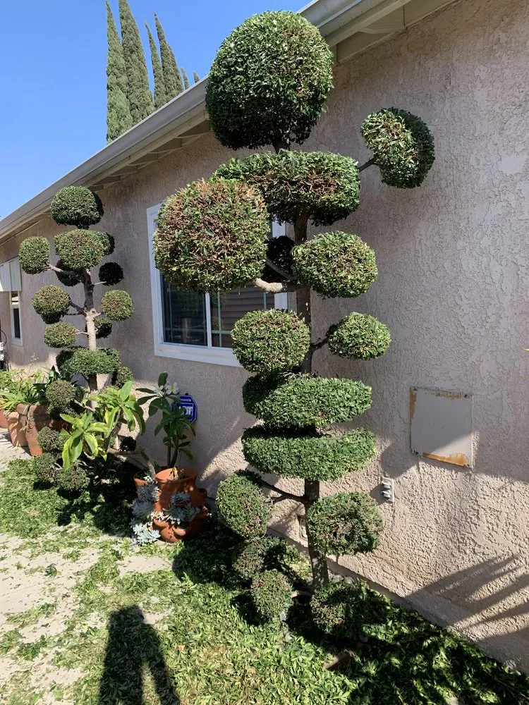 Custom yard maintenance for outdoor upgrades in City of Industry, CA by 4 Seasons Landscape