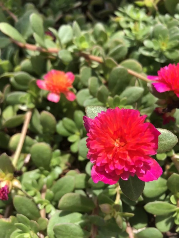 Local yard cleanup service in Edmond, OK - 4-Seasons Lawn & Landscaping