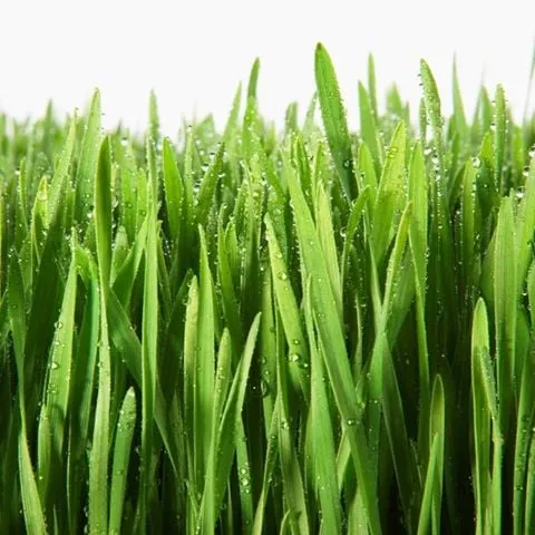 Affordable yard cleanup service for year-round maintenance in Mt. Pleasant, SC by 4 Seasons Lawn Maintenance