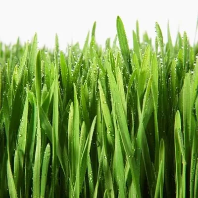 4 Seasons Lawn Maintenance