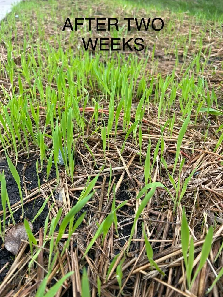 Affordable residential landscaping in Silver Spring, MD by 4 Seasons Outdoor Care