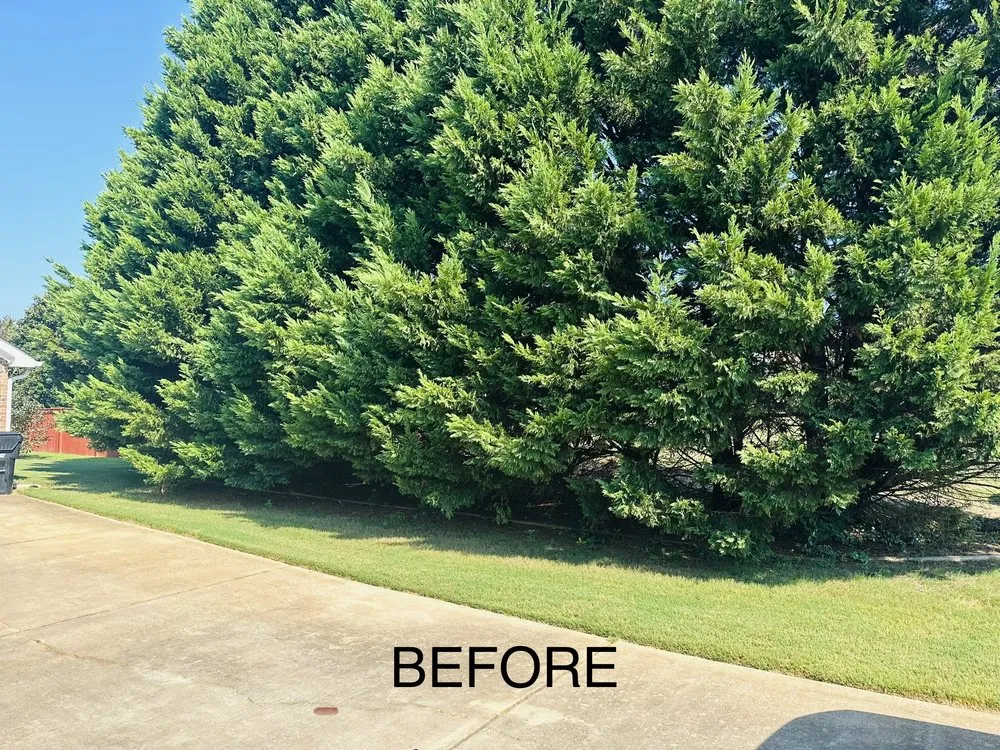 Top-rated yard cleanup service in McDonough, GA by 4 Seasons Outdoor