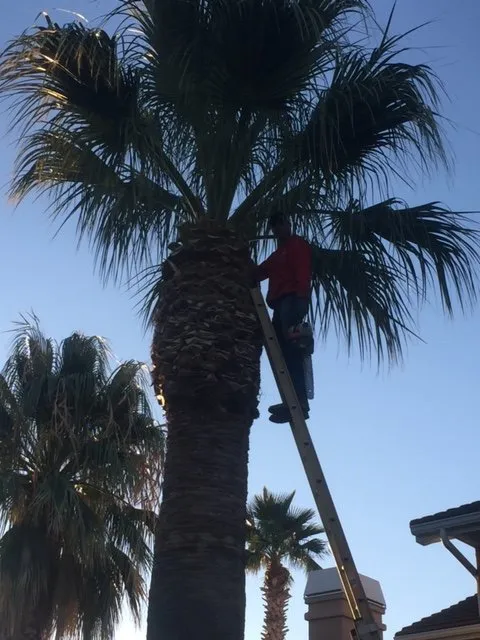 Professional lawn care service in St. George, UT by 4-Seasons Yard Care