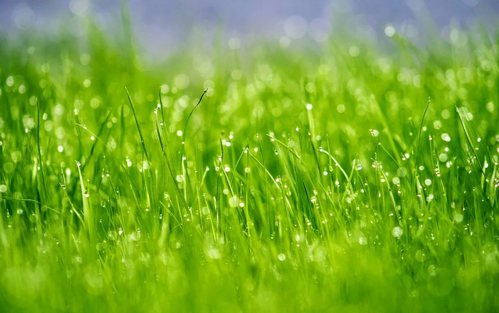 Custom yard maintenance experts serving Carlton, GA - 40 Below