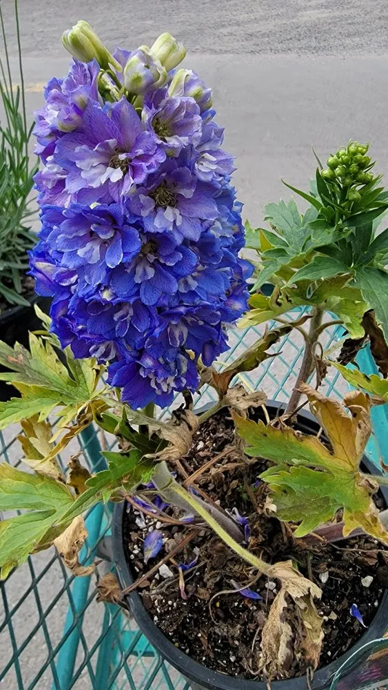 Professional garden landscaping in Columbia Falls, MT by 406 Hardscapes