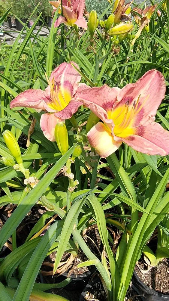 Top-rated yard cleanup service for homes in Columbia Falls, MT by 406 Hardscapes