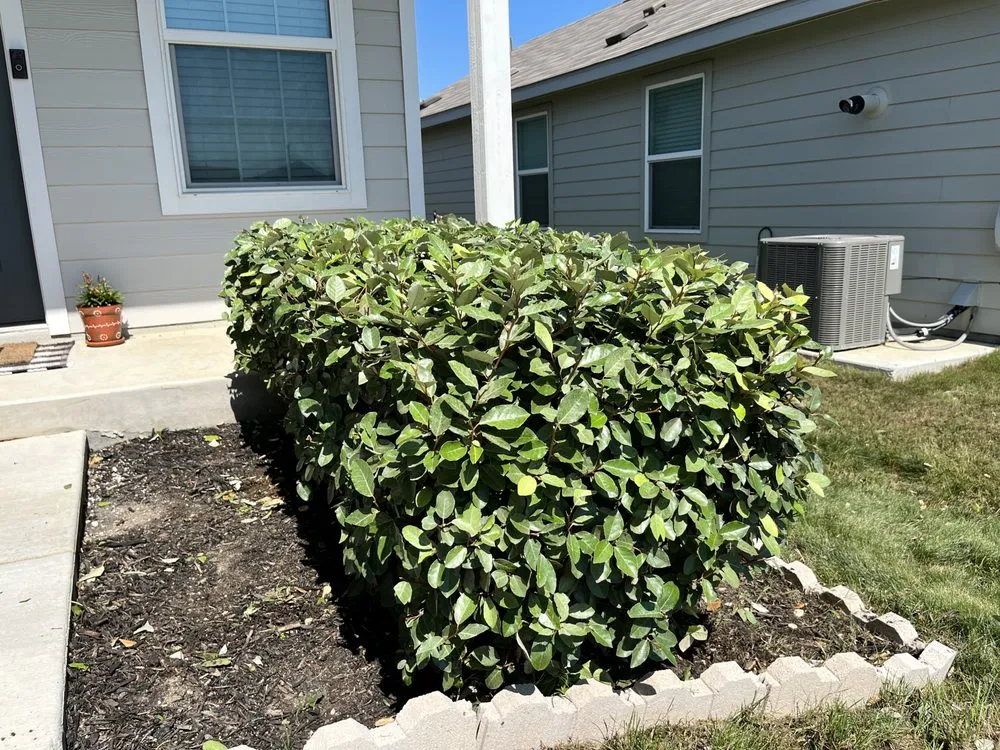 Local landscape installation in San Antonio, TX - 408 Lawn Care