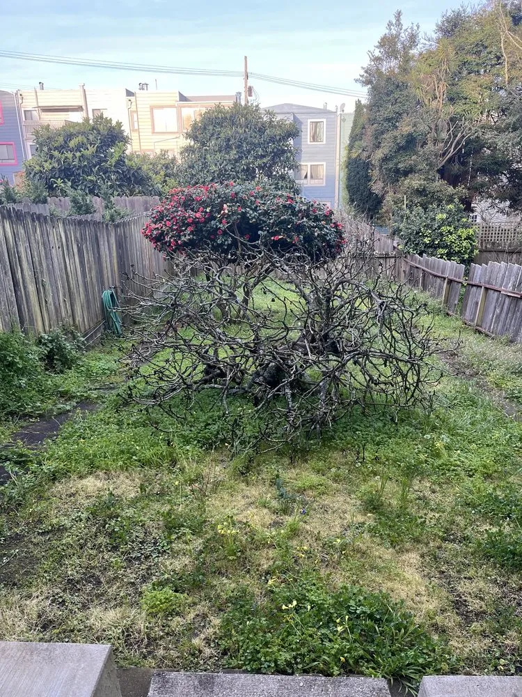 Local garden landscaping in San Francisco, CA - 415 Landscaping