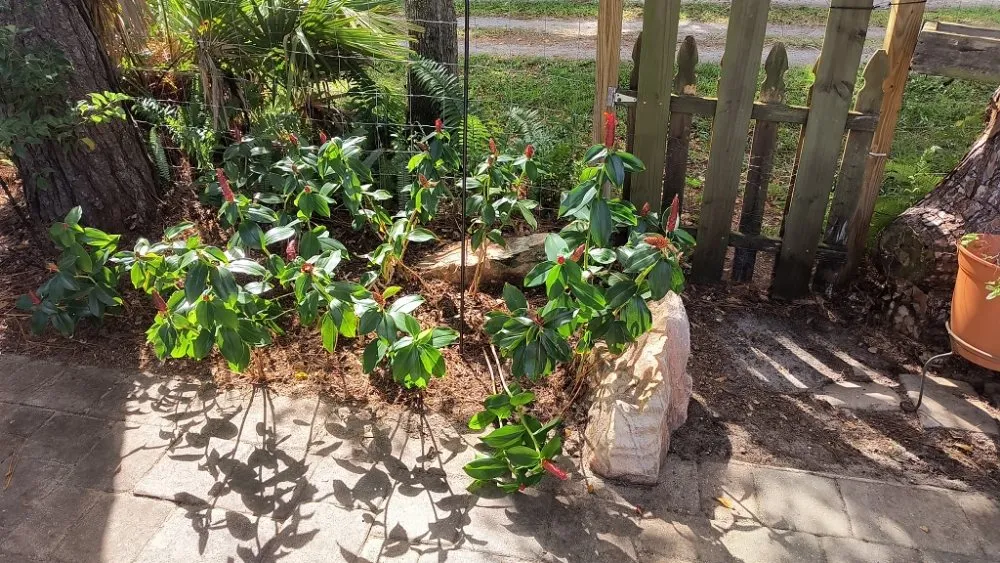 Professional lawn mowing service in Titusville, FL - 4A Perfect Landscape