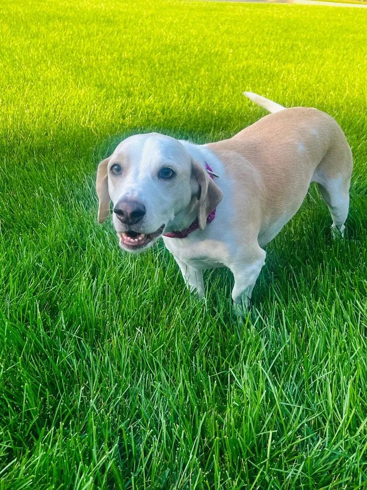 Expert yard cleanup service in West Warwick, RI - 4everGreen Turf Management