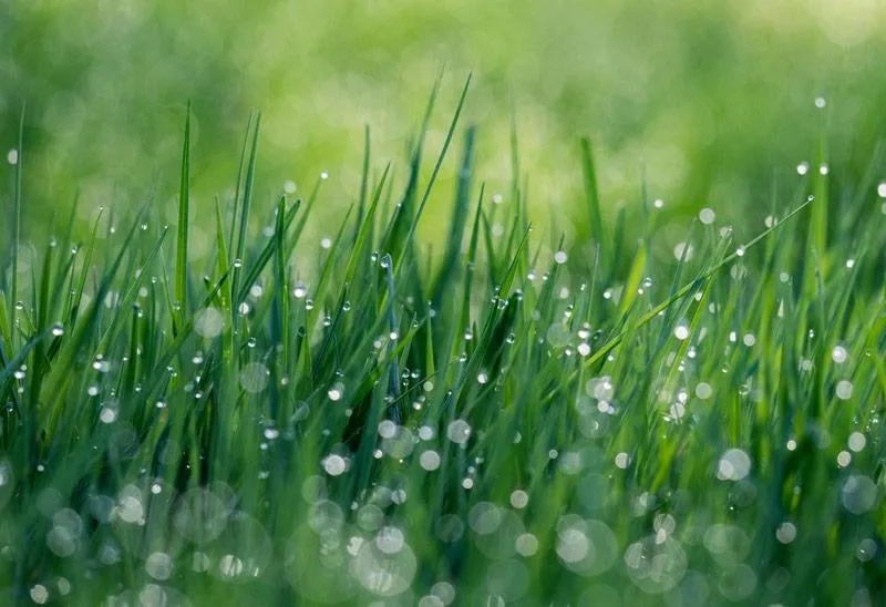 Professional outdoor landscaping with custom design in West Warwick, RI by 4everGreen Turf Management