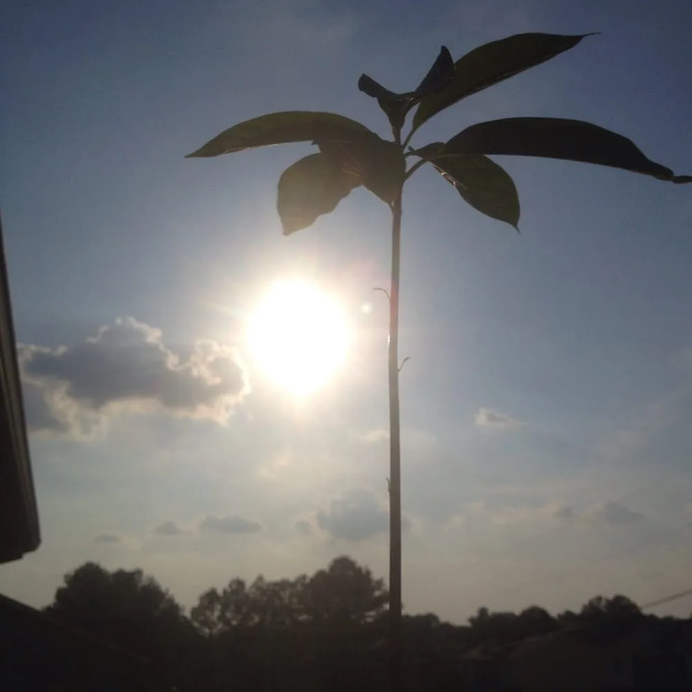 Local lawn care service experts serving Madison, AL - 4G Landscapes