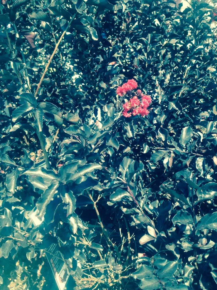 Custom residential landscaping in Madison, AL by 4G Landscapes