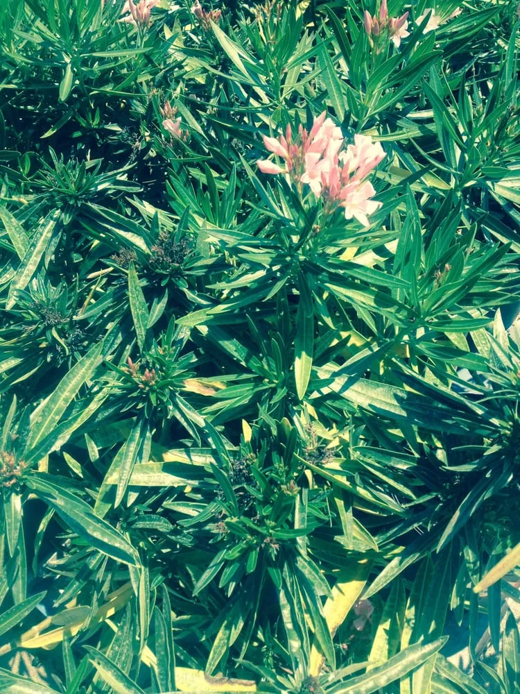 Affordable yard maintenance in Madison, AL by 4G Landscapes