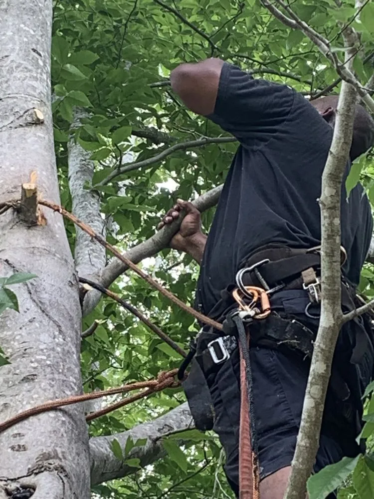 Custom lawn mowing service in Fredericksburg, VA - 4Seasonz Indoor/Outdoor Specialist