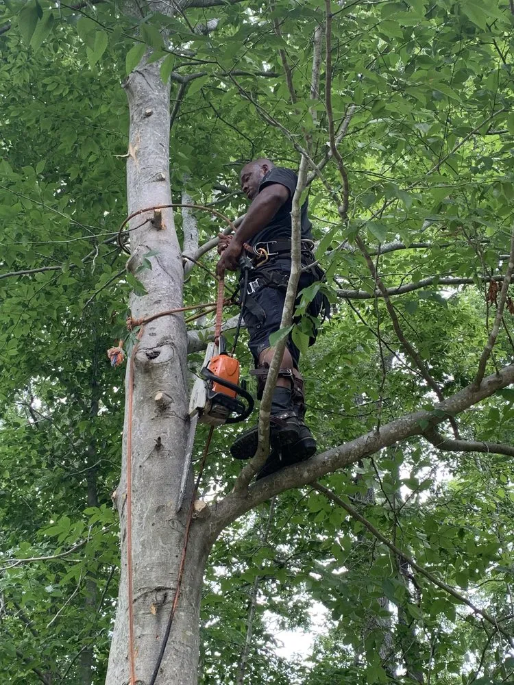 Top-rated lawn mowing service in Fredericksburg, VA - 4Seasonz Indoor/Outdoor Specialist