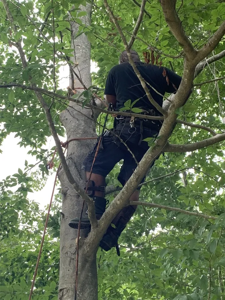 Professional yard maintenance for homes in Fredericksburg, VA by 4Seasonz Indoor/Outdoor Specialist