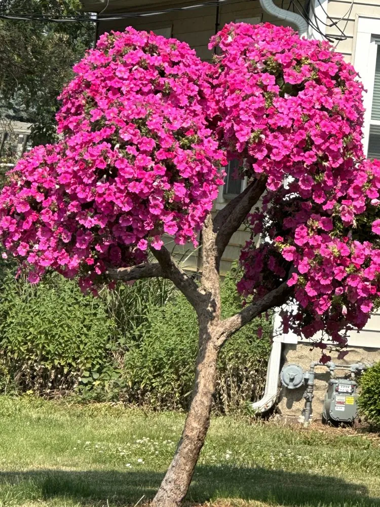 Affordable landscape installation in Indianapolis, IN by 5 Lynx Property Management