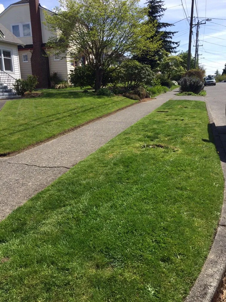 Local lawn care service in Seattle, WA - 5 Men & A Mower